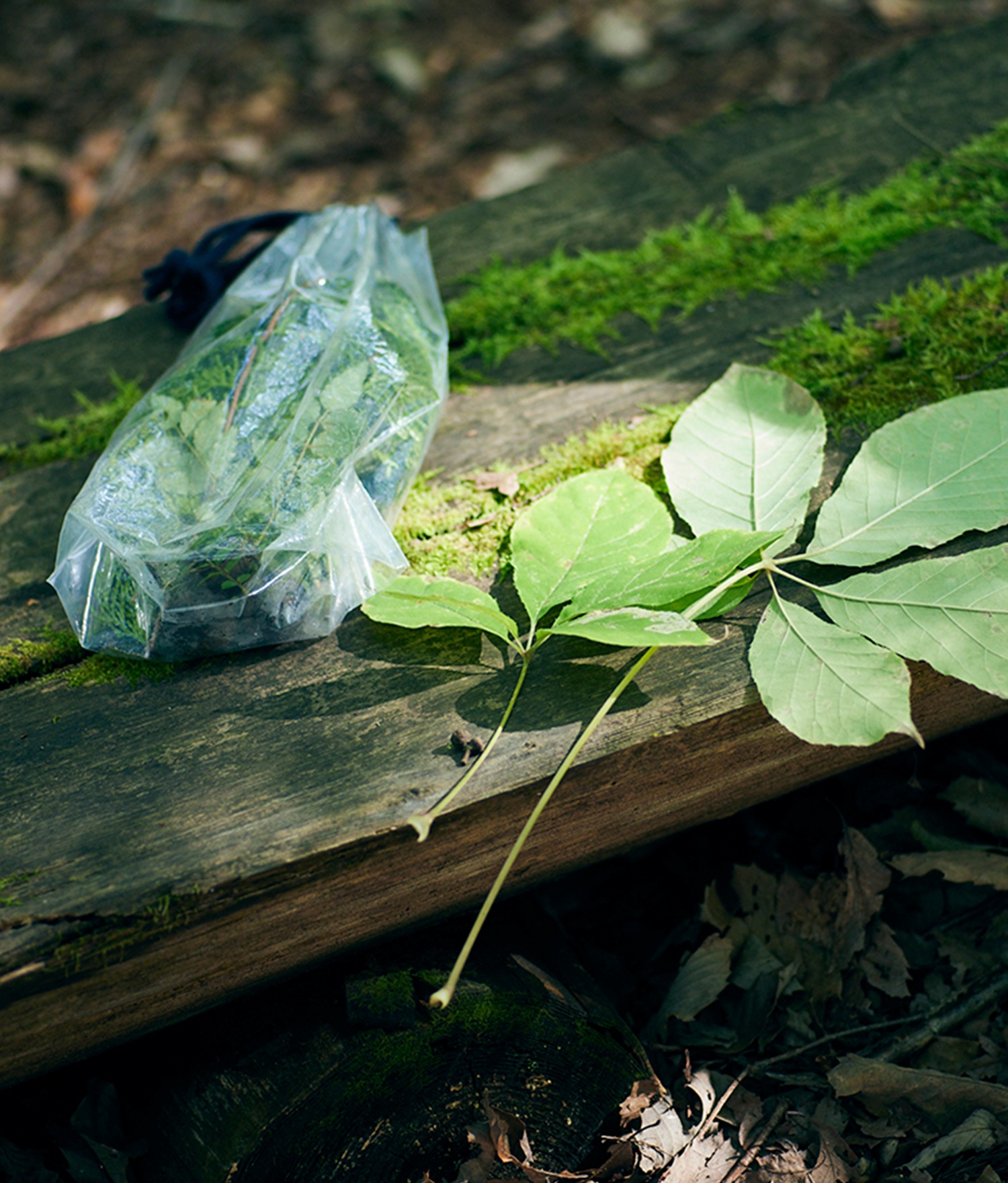 aromatic forest 香りハント