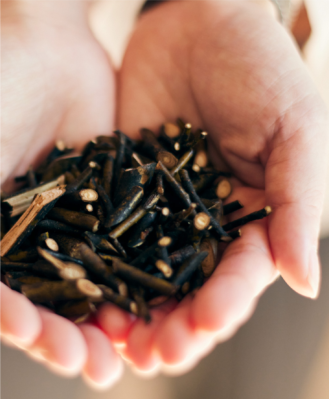 森を摘む、あたらしい体験。